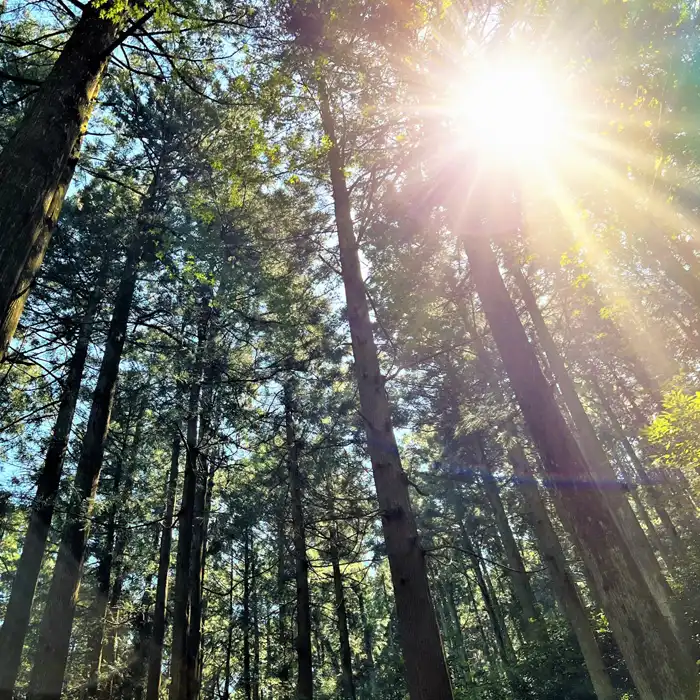 店舗備品として使える木製うちわ